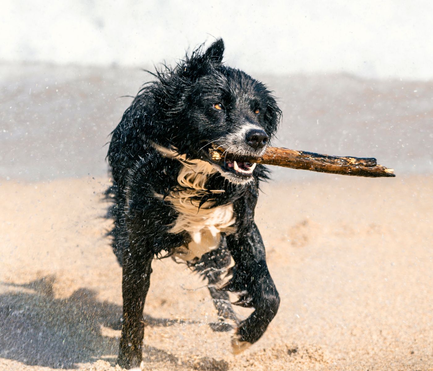 black and white dog carrying a stick at the beach