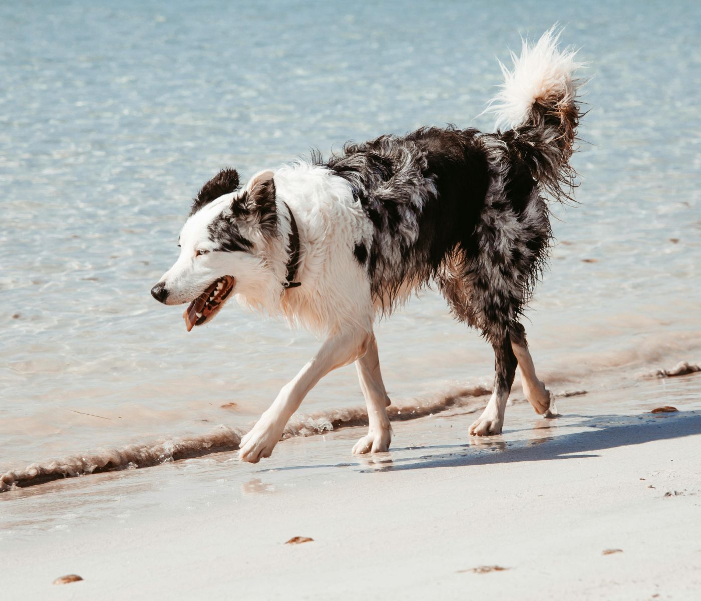 fluffy black and white dog walking along the shore