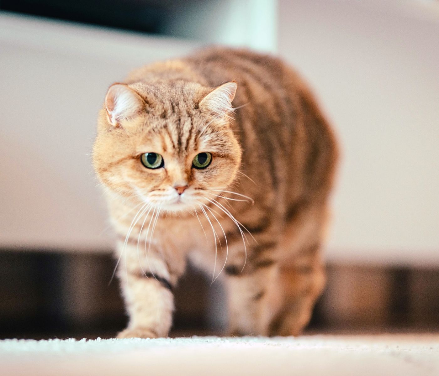 striped shorthaired cat walking cautiously indoors