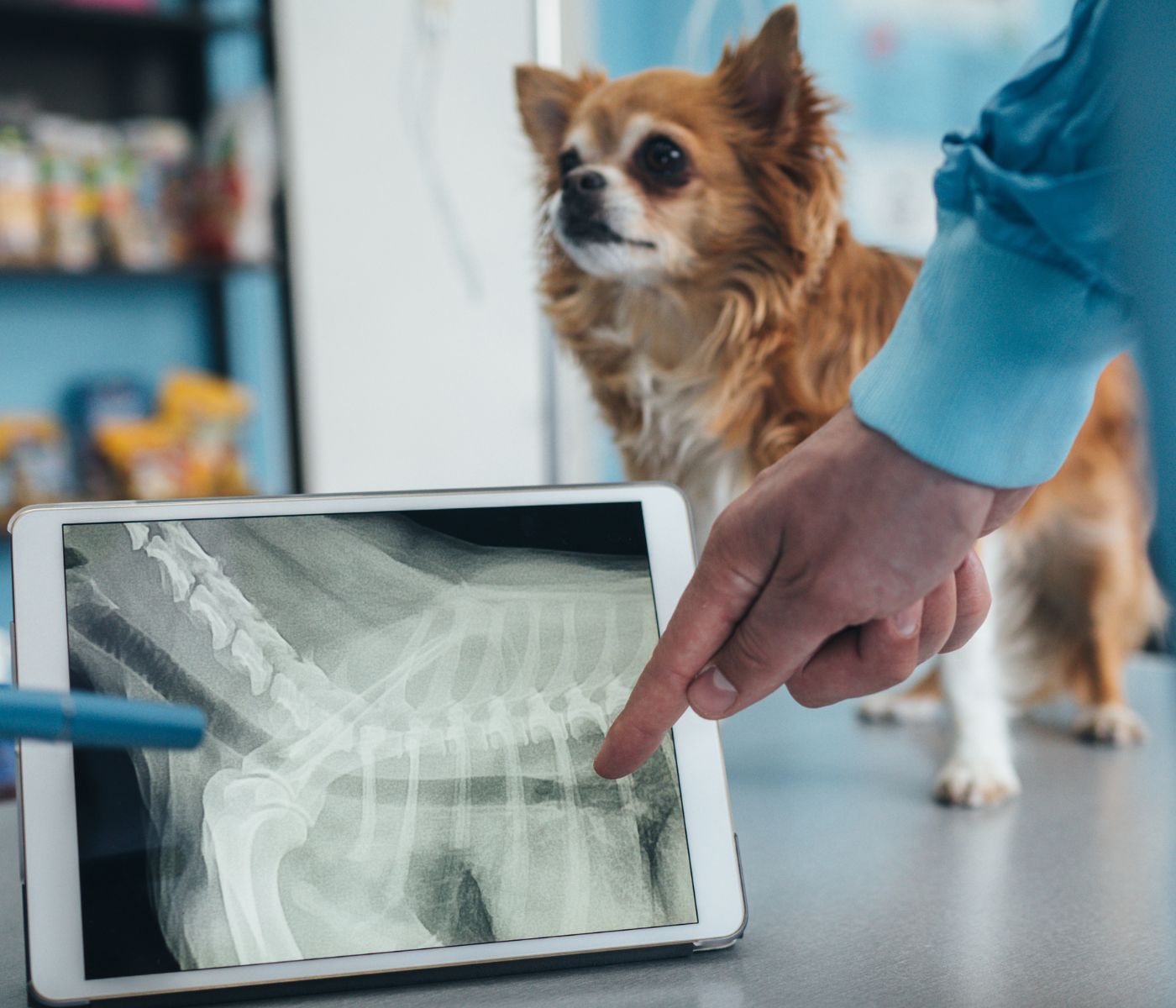 Dog X-ray viewed on tablet
