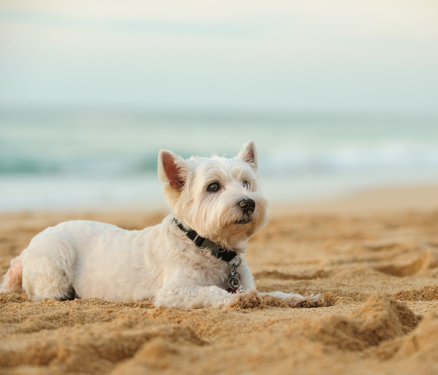 Westie rests on sandy beach