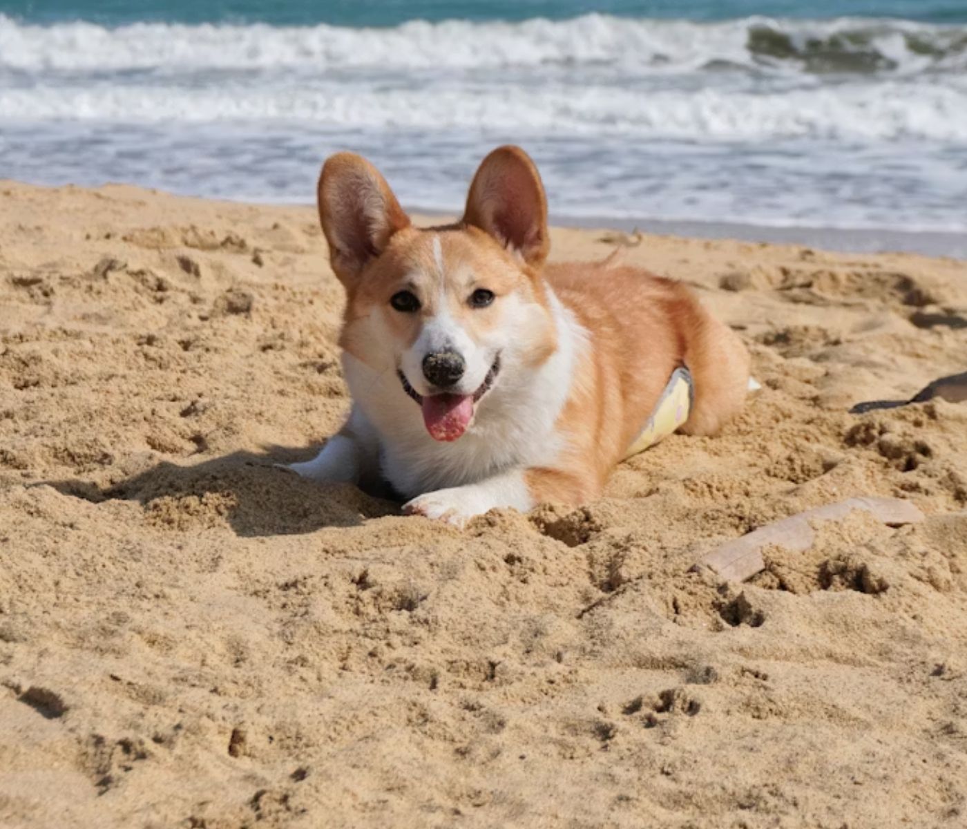 Corgi dog lounging on beach