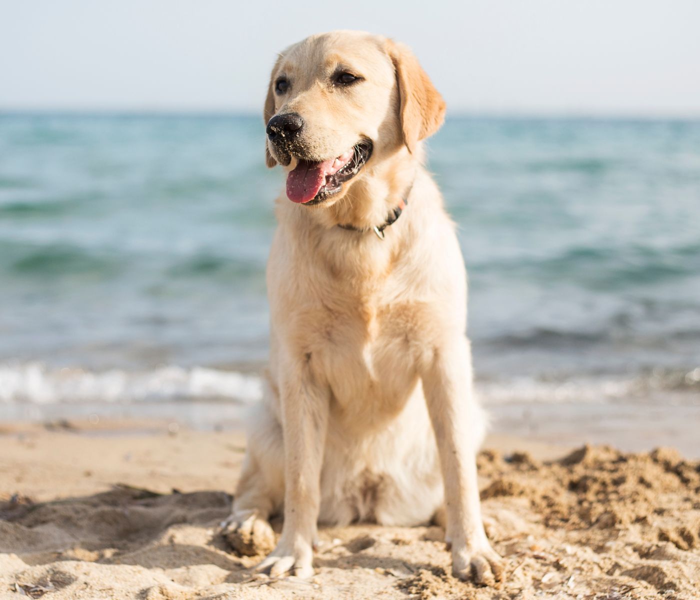Dog enjoys seaside view