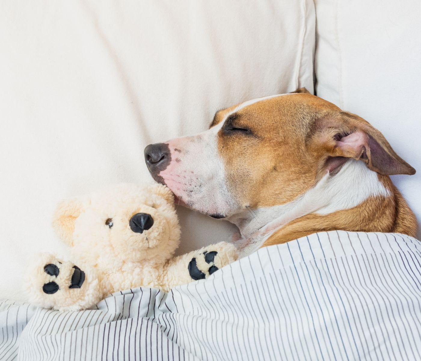 Dog sleeping with teddy bear