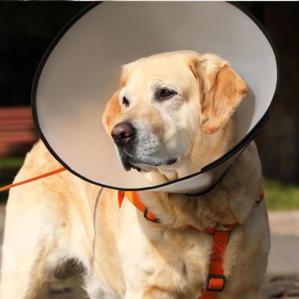 Dog with cone standing in a park on a leash
