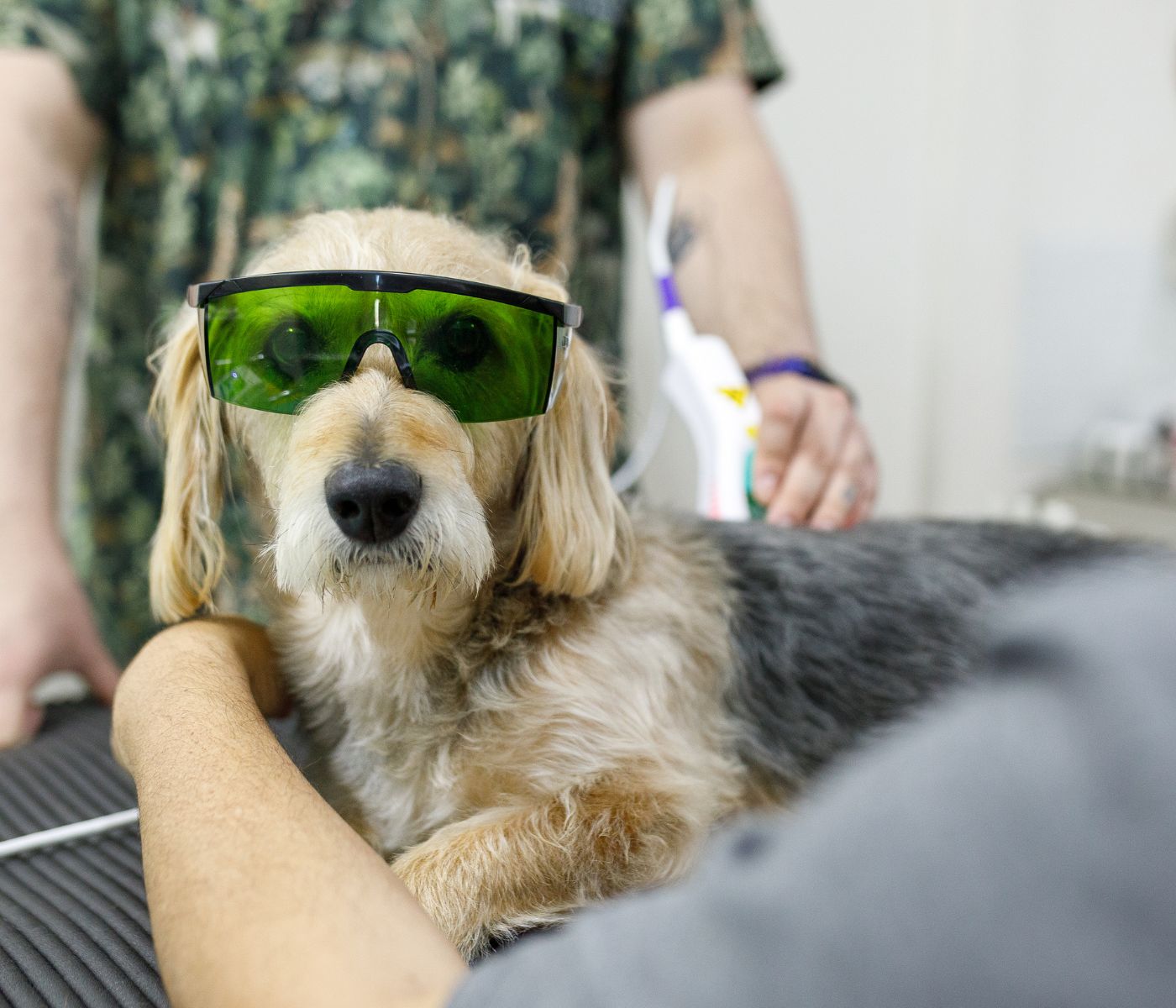 Dog with glasses being examined by a vet
