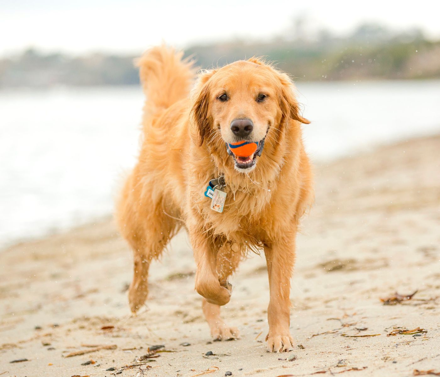 Golden retriever running on beach with ball in its mouth