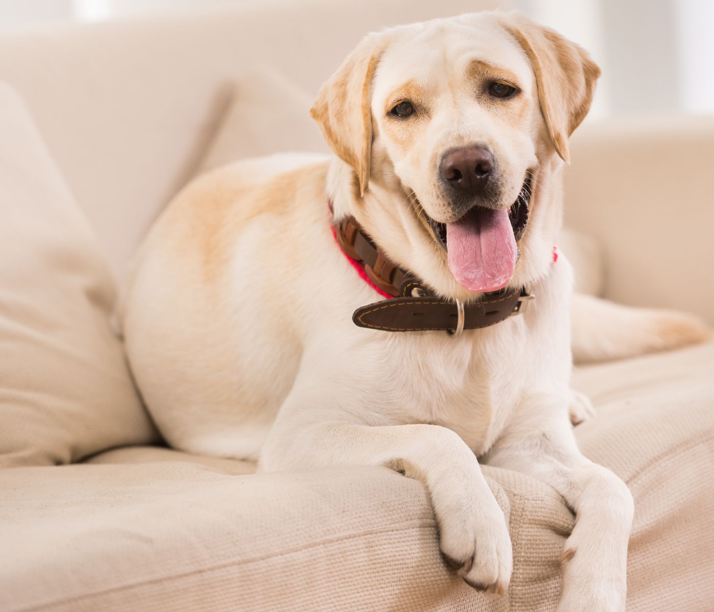 Labrador retriever on couch, smiling