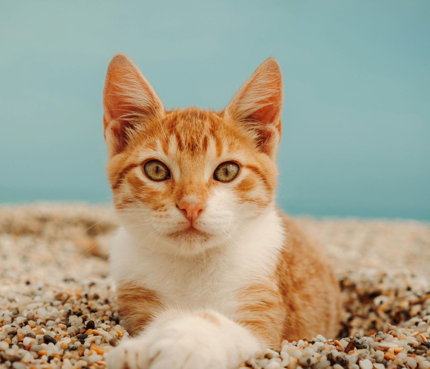 Orange tabby cat on beach