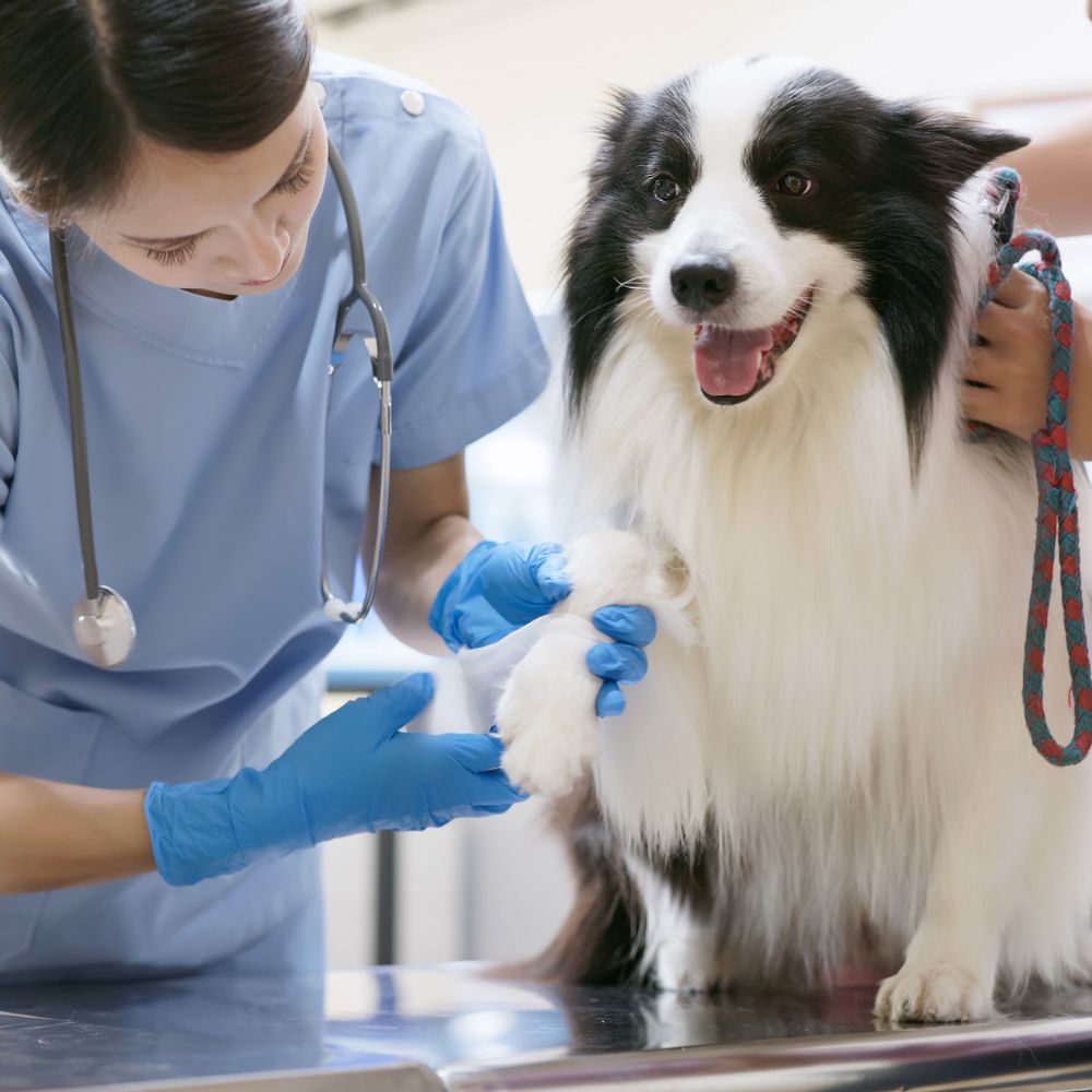 Veterinarian in blue scrubs and gloves examines a happy, black-and-white dog on an exam table.