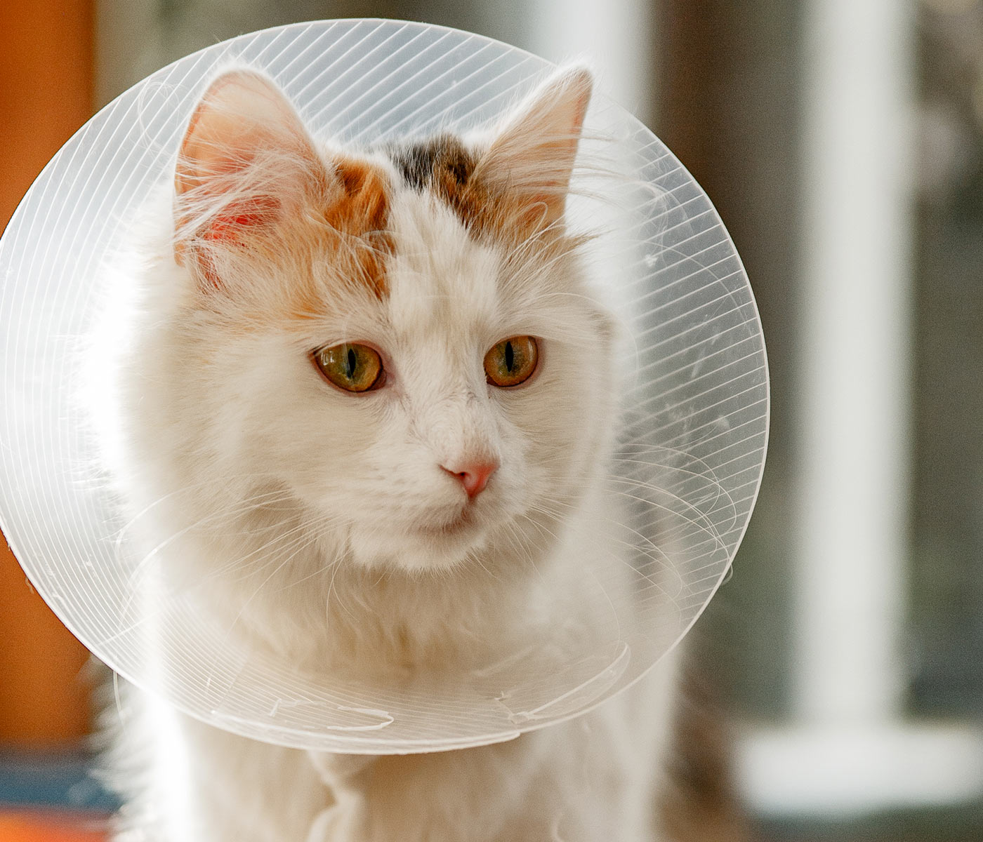 Fluffy white cat with orange markings wears a plastic cone collar, gazing softly with amber eyes