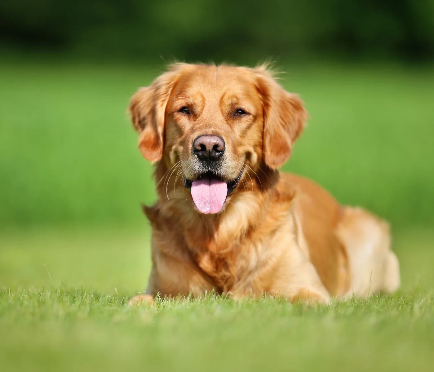A golden retriever dog lies on a green grassy field with its tongue out and looking at the camera.