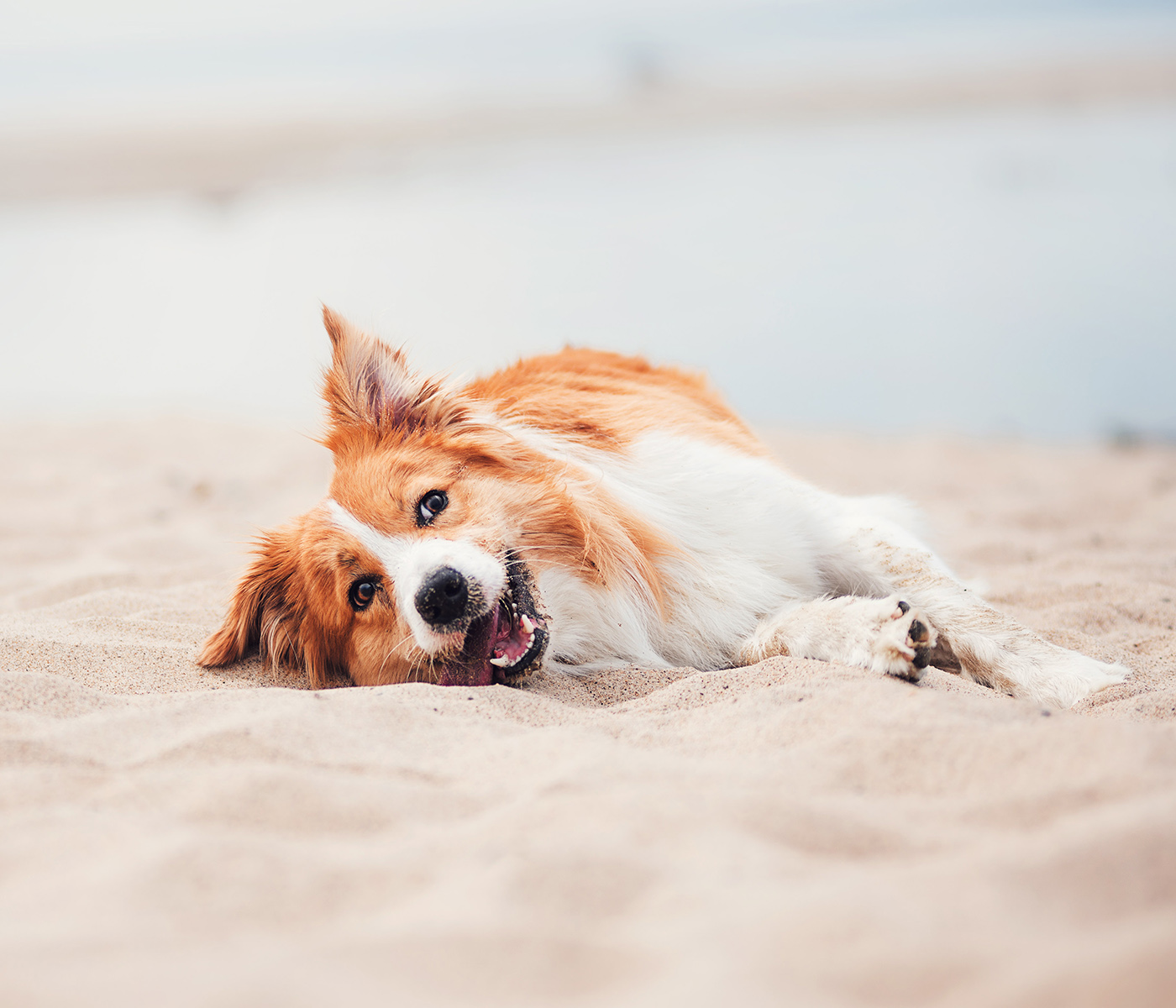Red border collie dog lying on its side on the beach, tongue out.
