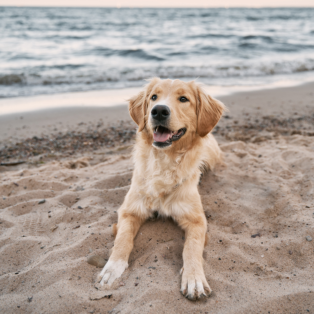 Golden retriever lying on the beach with front paws stretched forward
