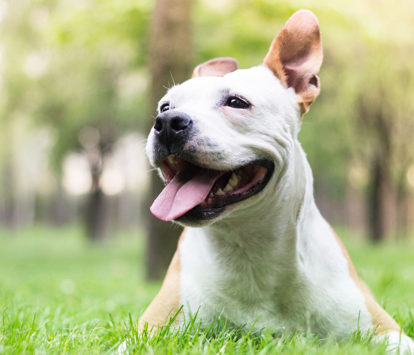 white and tan dog lying on green grass in a sunlit park
